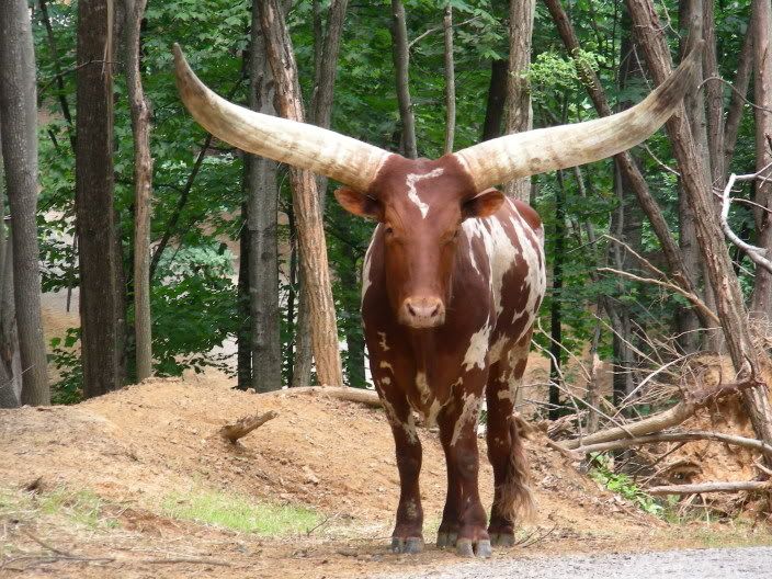 Watusi Cattle
